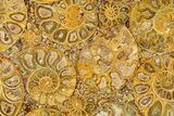 Composite Plate Of Agatized Ammonite Fossils #281001-1